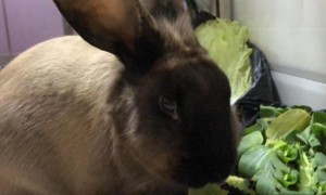 暹罗兔能长多少斤