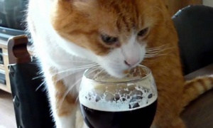 猫喝很少一点啤酒有事吗