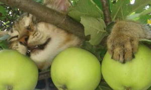 猫主子趴苹果树上，抱着苹果猫脸痴笑，猫：这整片苹果园都是朕的
