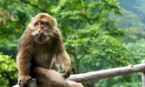 峨眉藏酋猴可以当宠物养吗