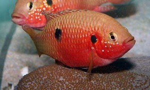 红宝石鱼的寿命是多长