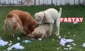 三只狗正专心致志拆枕芯，他们看到主人家后好尴尬：你如何提早回家了？