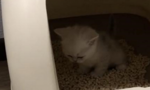 小奶猫终于学会上厕所了，猫爸被迫当台阶擦脚，下一秒萌出血！