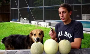 狗狗可以吃香瓜吗
