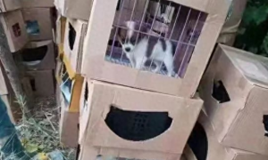 上海百余个宠物盲盒被遗弃路边，宠物瑟瑟发抖、哀嚎不止