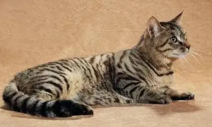 黑豹纹猫价格多少钱一只