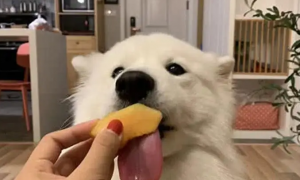 萨摩犬吃什么食物最好