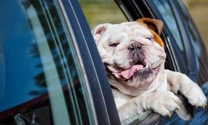 狗狗坐车的时候为什么总是喜欢把头伸出窗外？