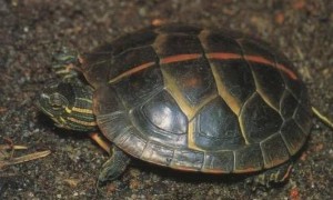 红纹锦龟雌雄如何辨别