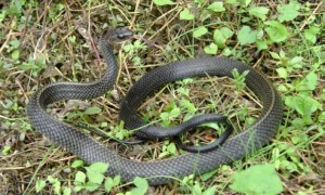 乌风蛇是国家几级保护动物