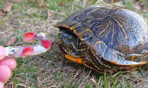 巴西龟为什么不吃龟粮