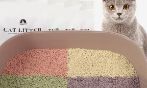 6l的猫砂能用多久