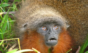 卡奎塔红须伶猴的特点