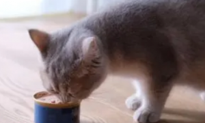 猫咪需要吃罐头吗