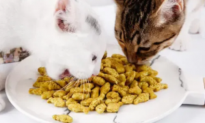 猫咪吃宠物零食好吗