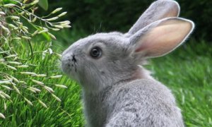 宠物兔如何预防冬季疾病