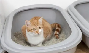 猫砂需要每天清理吗