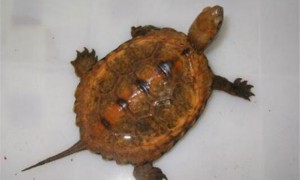 日本石龟生病怎么处理