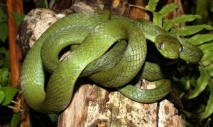 纹花林蛇是保护动物吗