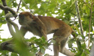 橄榄绿疣猴吃什么