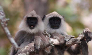 印度灰叶猴吃什么食物