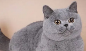 英国短毛猫太瘦了怎么才能养得胖点