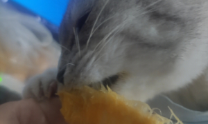猫可以吃芒果吗