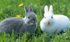 兔子携带狂犬病毒会传染人吗