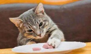 猫不爱吃罐头怎么办