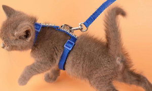 三个月的猫可以用牵引绳吗