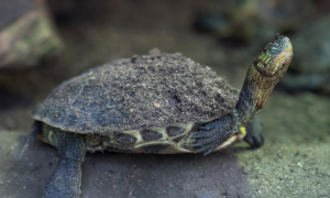 菲氏花龟能活多少年