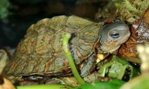 洪都拉斯木纹龟可以深水养吗