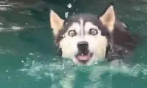 带二哈去泳池被问这狗纯吗？主人把它往水里一扔，路人：这狗很纯