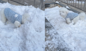 比熊犬狗生第一次玩雪，四处翻滚的样子好像沾满糖霜的棉花糖