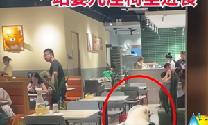 市民带宠物狗进饭店站婴儿座椅里进食、遭网友们狂吐槽