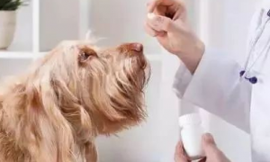 狗狗用的消炎药有哪些