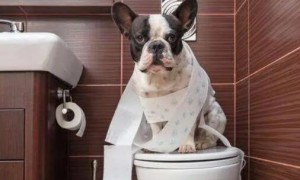 养小狗怎么训练小狗上厕所