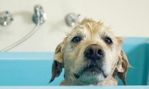 宠物狗专用沐浴露