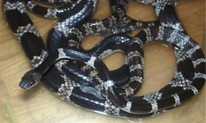 黑背白环蛇外形特征