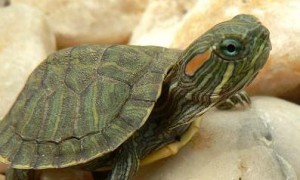 巴西红耳龟生病怎么处理