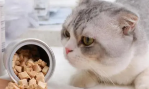 猫咪不吃猫粮