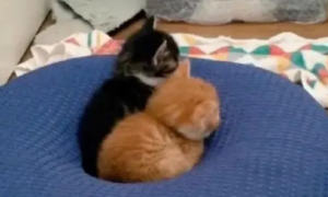 两只猫咪相约一起长大，结果胖橘却飞快成长，体型碾压狸花猫