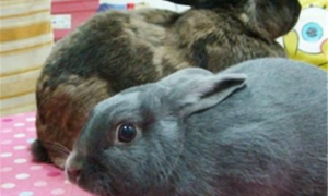 银狐兔几个月能繁殖
