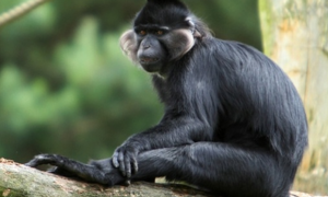 灰颊冠白睑猴是保护动物吗