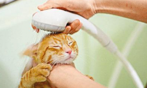 如何洗澡猫才不会乱挣扎 洗澡前的准备工作