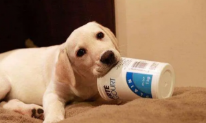 宠物可以喝酸奶吗
