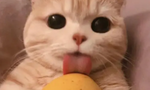 猫咪能吃芒果吗