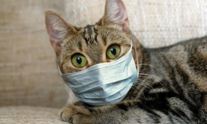 猫感染了新型冠状病毒的症状