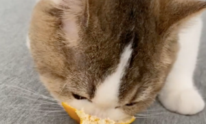 猫咪咳嗽半个月没有好，竟然主动找橘络吃起来，也太聪明了吧