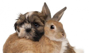 怎么让英国安哥拉兔与宠物狗和睦相处